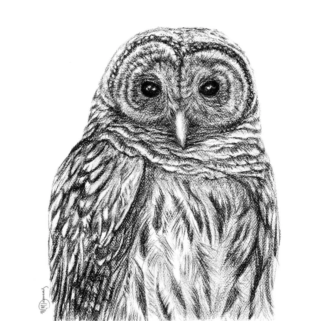 Barred Owl